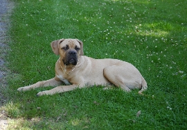 Corrado6Mo